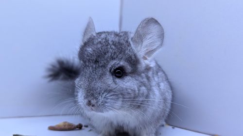 Хлопчик шиншила