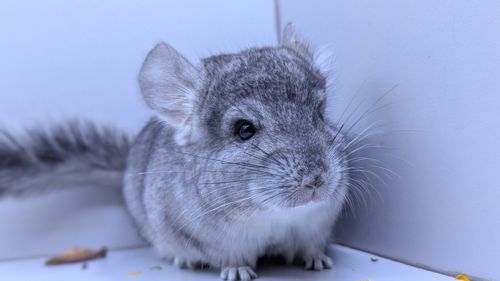 Хлопчик шиншила