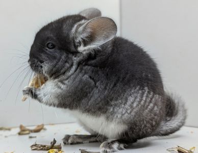 Хлопчик шиншила