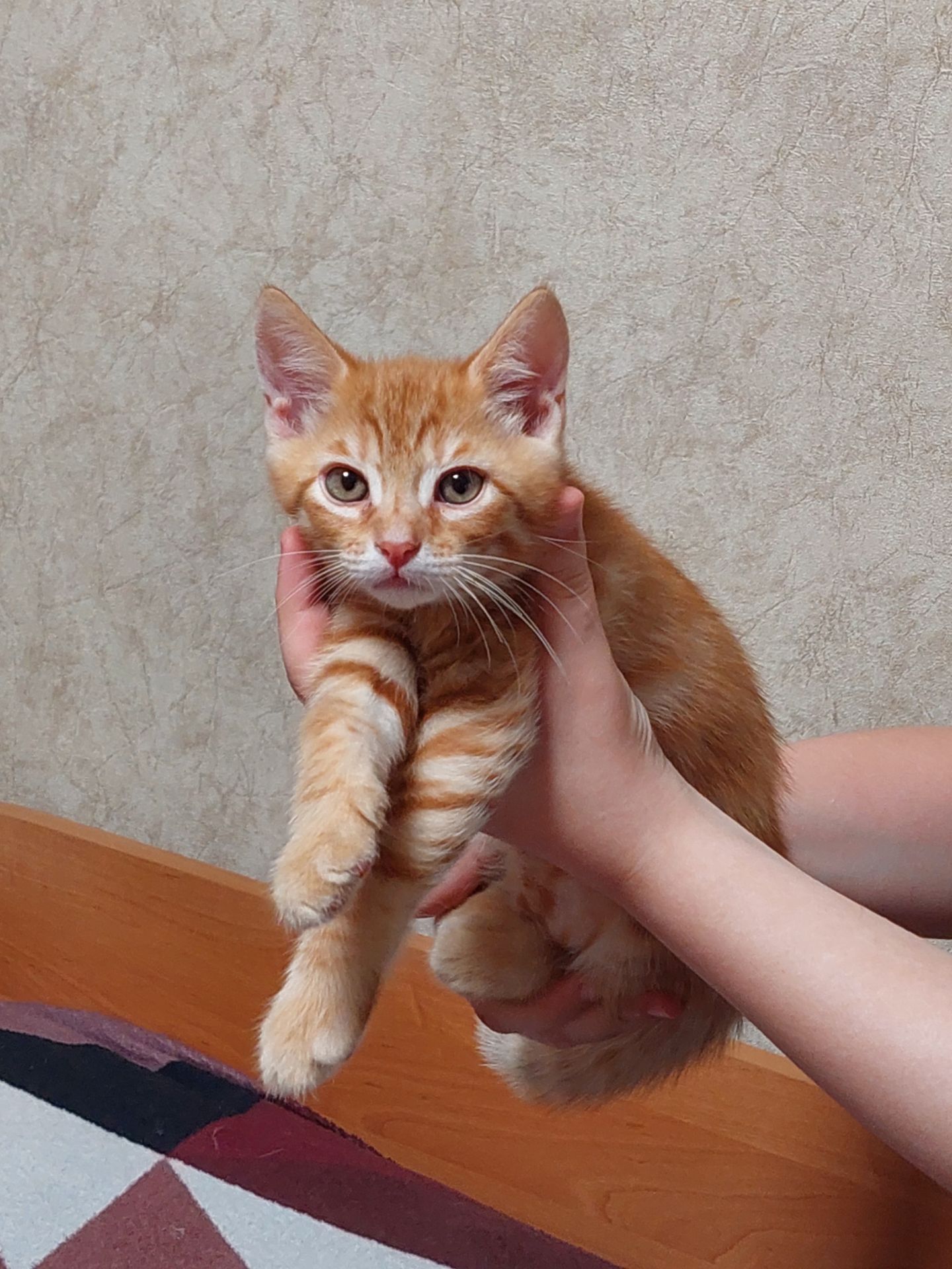 Кошеня рудий таббі