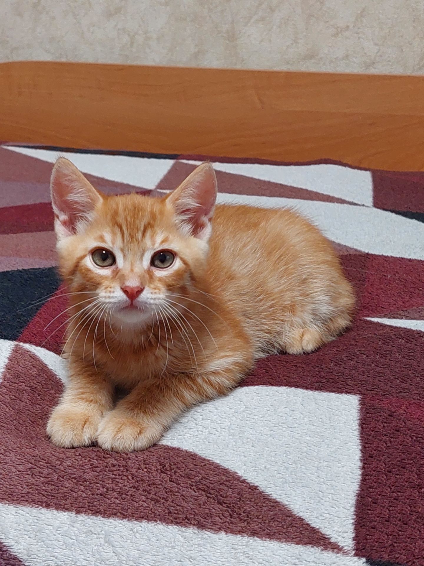 Кошеня рудий таббі