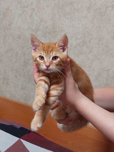 Кошеня рудий таббі