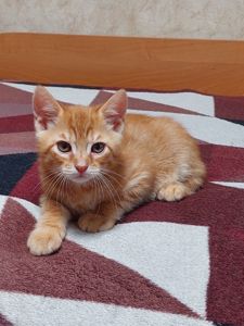 Кошеня рудий таббі