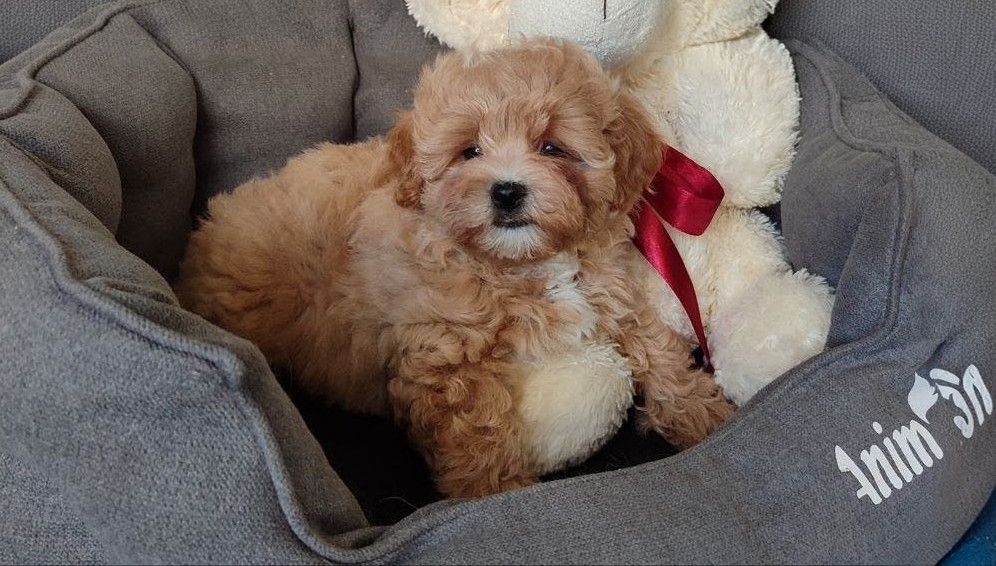 Teddy 🧸мальтіпу плюшеві ведмежата дівчата