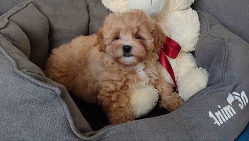 Teddy 🧸мальтіпу плюшеві ведмежата дівчата