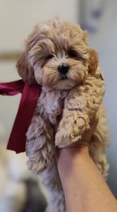 Teddy 🧸мальтіпу плюшеві ведмежата дівчата