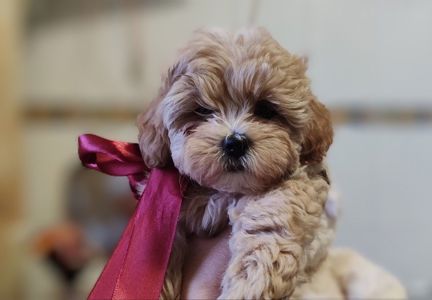 Teddy 🧸мальтіпу плюшеві ведмежата дівчата