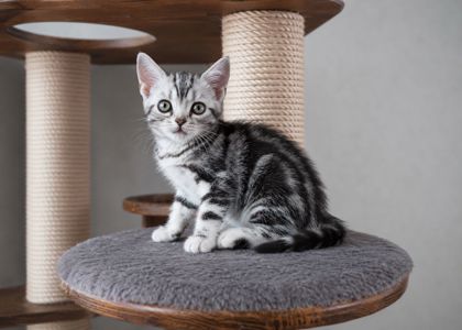 Американська короткошерстна Дівчинка ЧІКІ