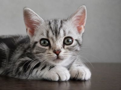 Американська короткошерстна Дівчинка ЧІКІ