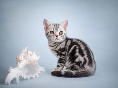 Американська короткошерстна Дівчинка ЧІКІ