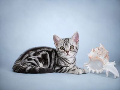 Американська короткошерстна Дівчинка ЧІКІ