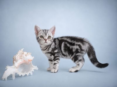 Американська короткошерстна Дівчинка ЧІКІ