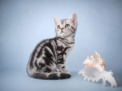 Американська короткошерстна Дівчинка ЧІКІ