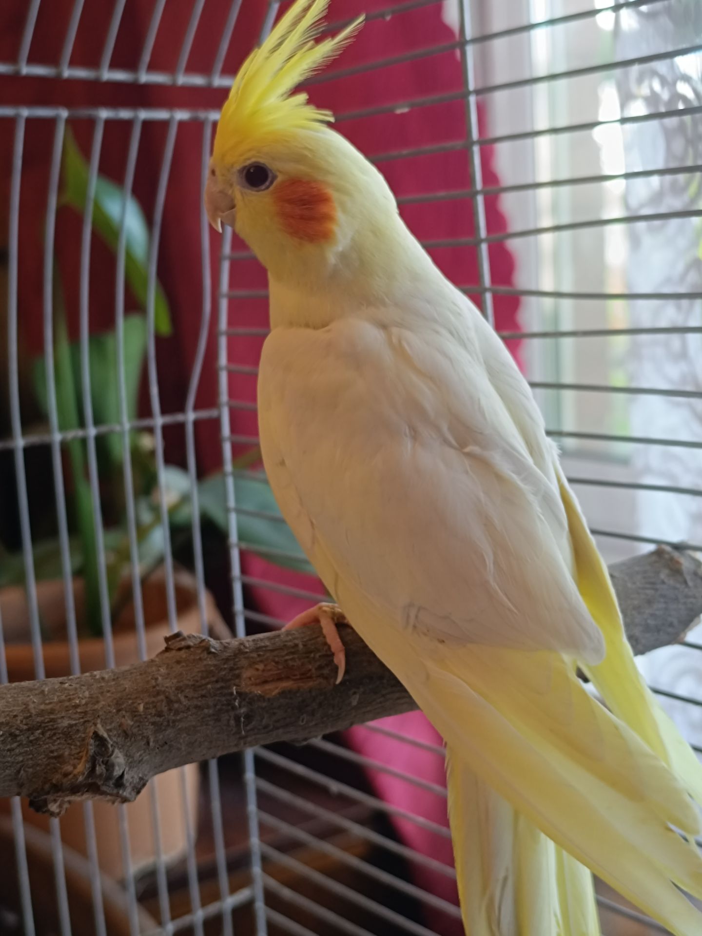 Корелла Лютино — чарівна дівчинка! 🦜