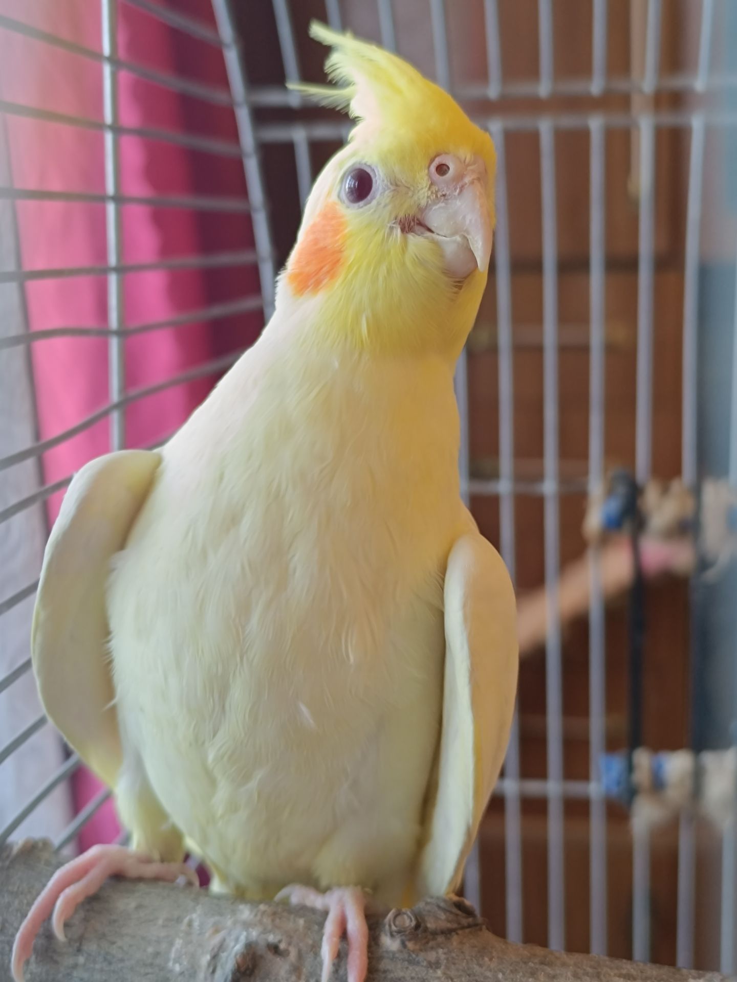 Корелла Лютино — чарівна дівчинка! 🦜
