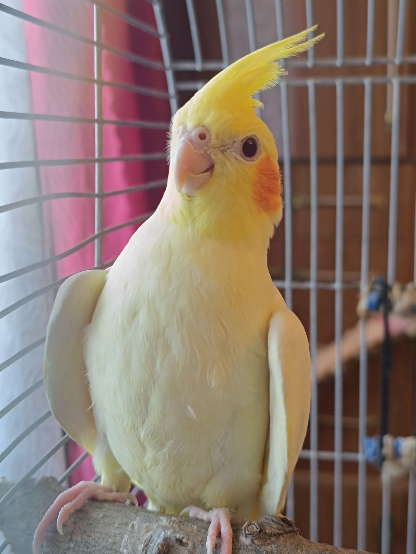 Корелла Лютино — чарівна дівчинка! 🦜