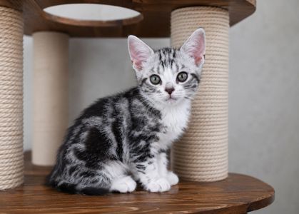 Американська короткошерстна РЕЗЕРВУВАННЯ та ПРОДАЖ