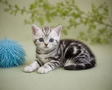 Американська короткошерста. Хлопчик ДАЙВЕР