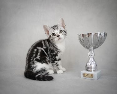 Американська короткошерстна РЕЗЕРВУВАННЯ та ПРОДАЖ