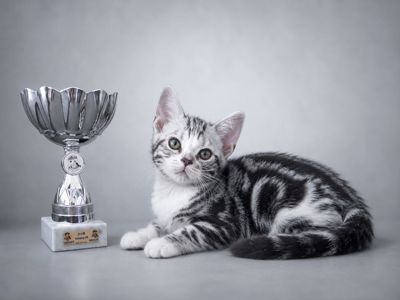 Американська короткошерстна РЕЗЕРВУВАННЯ та ПРОДАЖ
