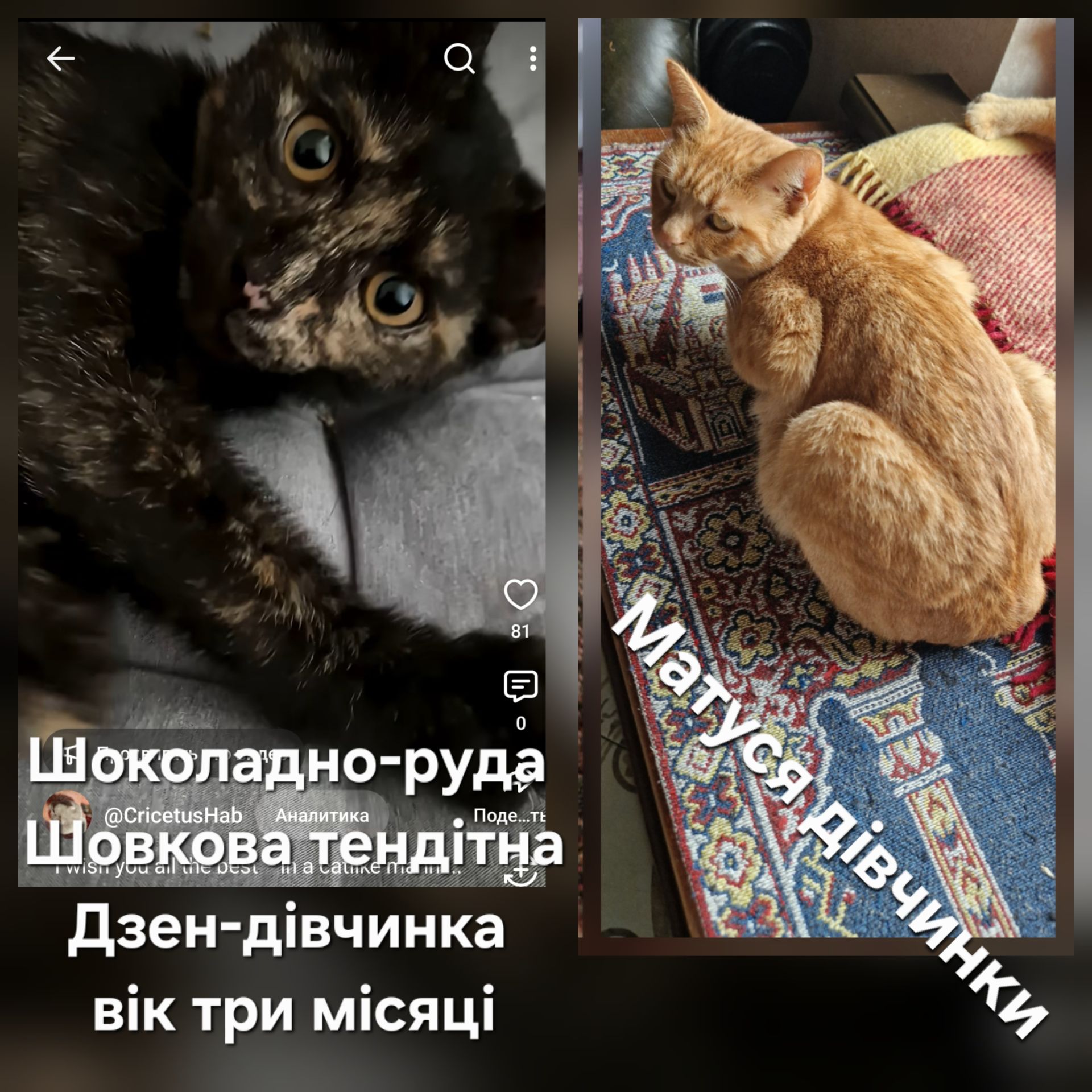 Дзен-коша для душі вік 3 місяці