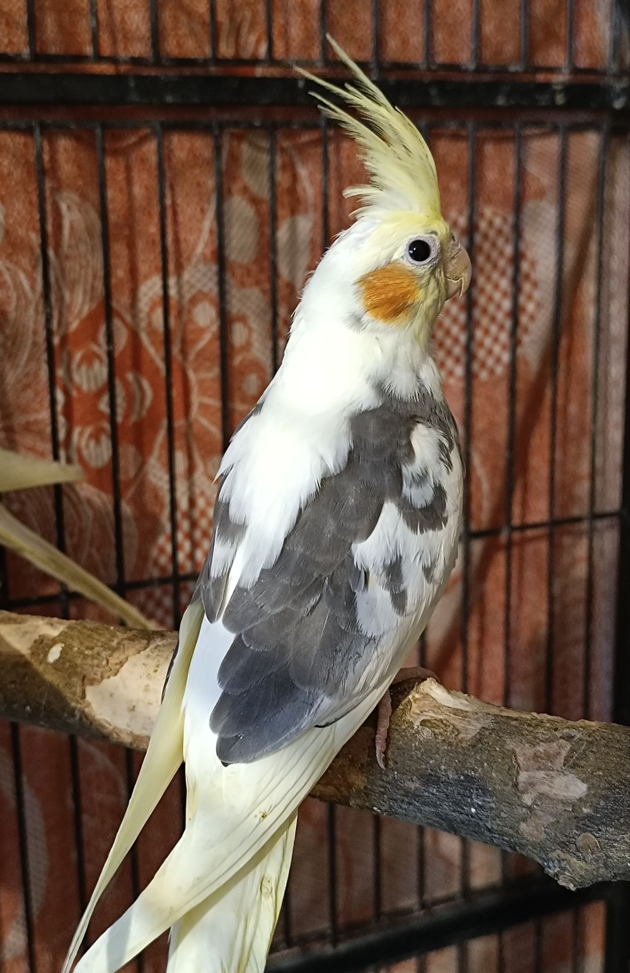 Продається корелла — хлопчик, 2 місяці 🦜