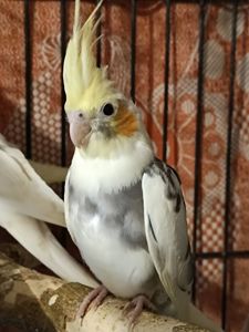 Продається корелла — хлопчик, 2 місяці 🦜