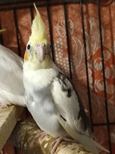 Продається корелла — хлопчик, 2 місяці 🦜