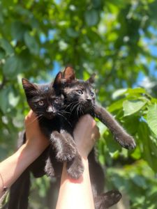 Черные котята