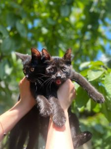 Черные котята