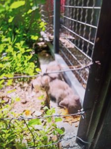 Котята бесплатно