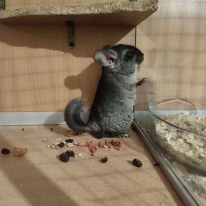 Хутровий чорний бархат (слейт?) носій німецького фіолету