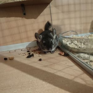 Хутровий чорний бархат (слейт?) носій німецького фіолету