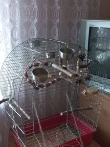 Віддаю папужок в добрі руки😔