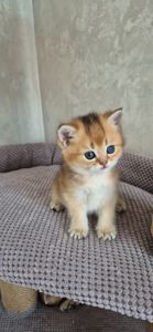 Хлопчик Тедді британська золота шиншила