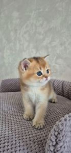 Хлопчик Тедді британська золота шиншила