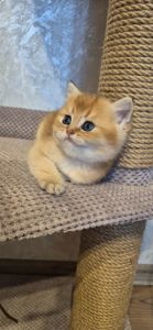 Британська золота шиншила