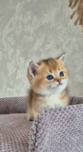 Хлопчик Тедді британська золота шиншила