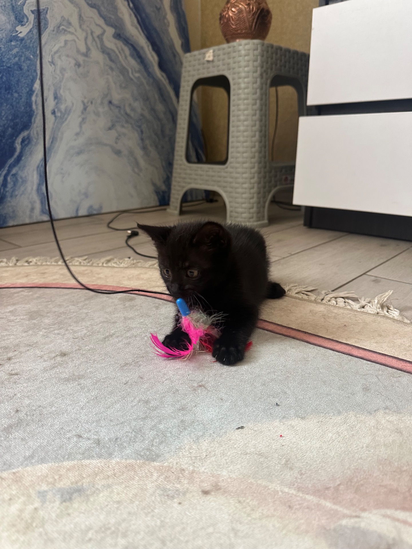 Віддам котика в добрі руки