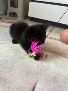 Віддам котика в добрі руки