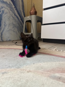 Віддам котика в добрі руки