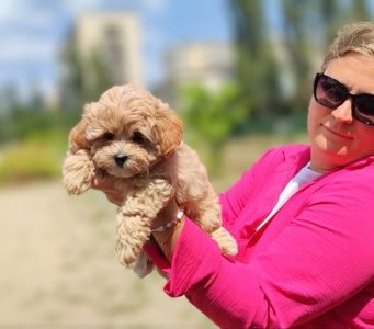 Цуценята мальтіпу дівчатка