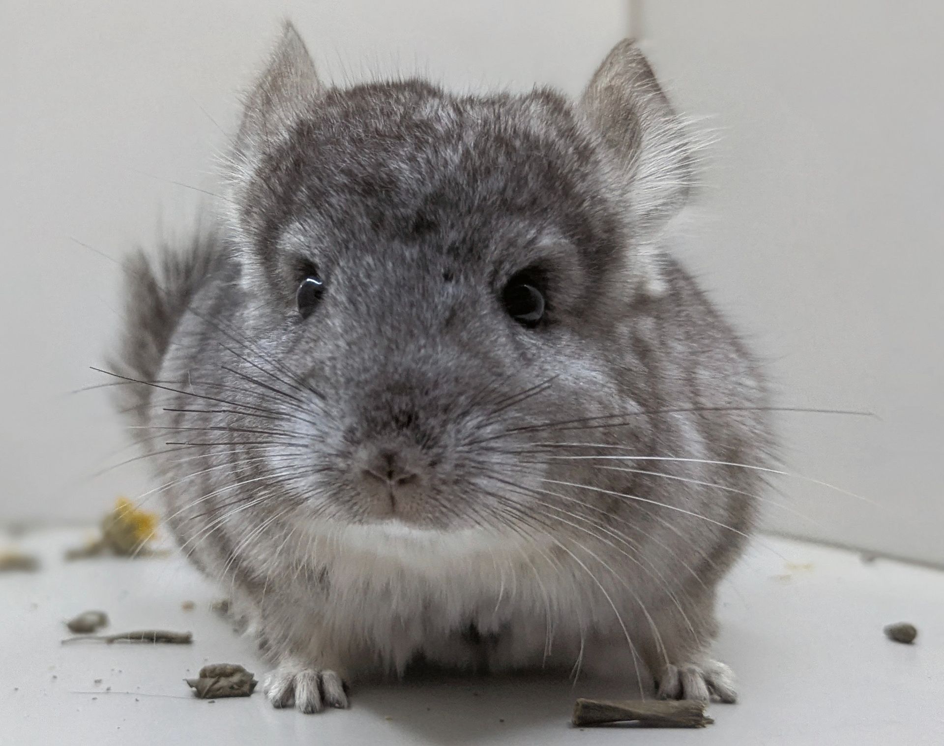 Хлопчик шиншила