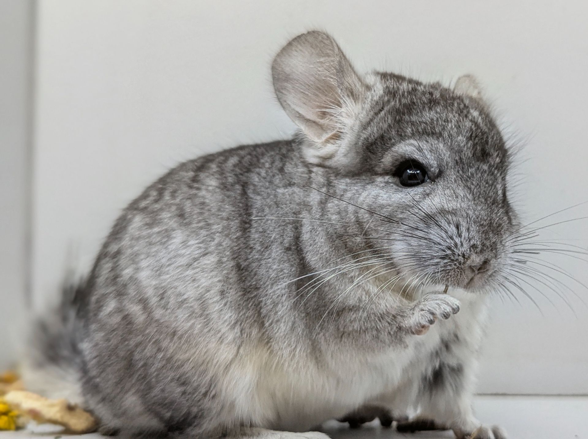Хлопчик шиншила