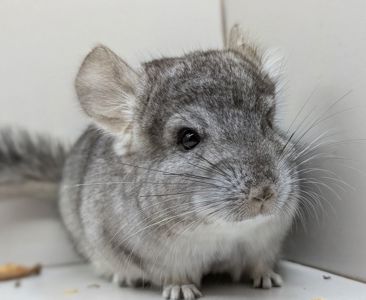 Хлопчик шиншила