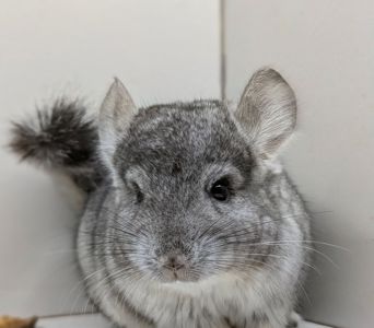Хлопчик шиншила
