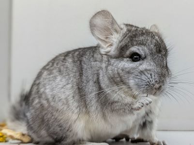 Хлопчик шиншила