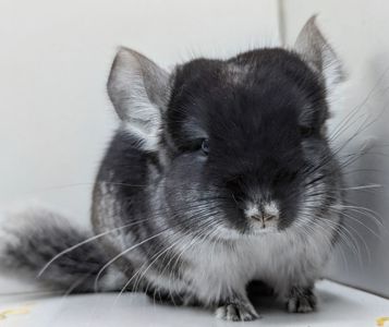 Хлопчик шиншила