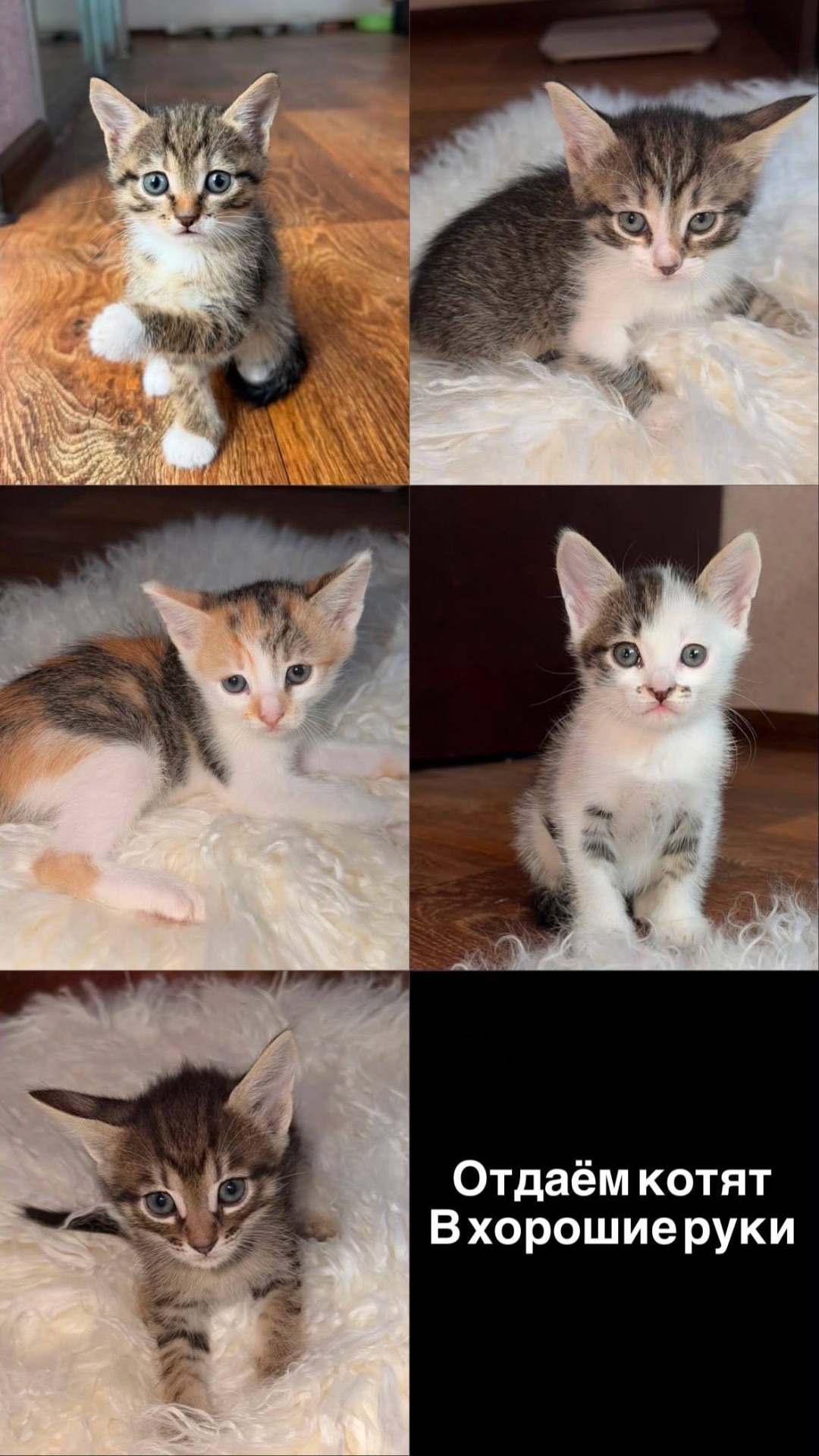 Отдам котят в хорошие руки