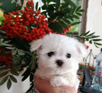 Міні хлопчик мальтез